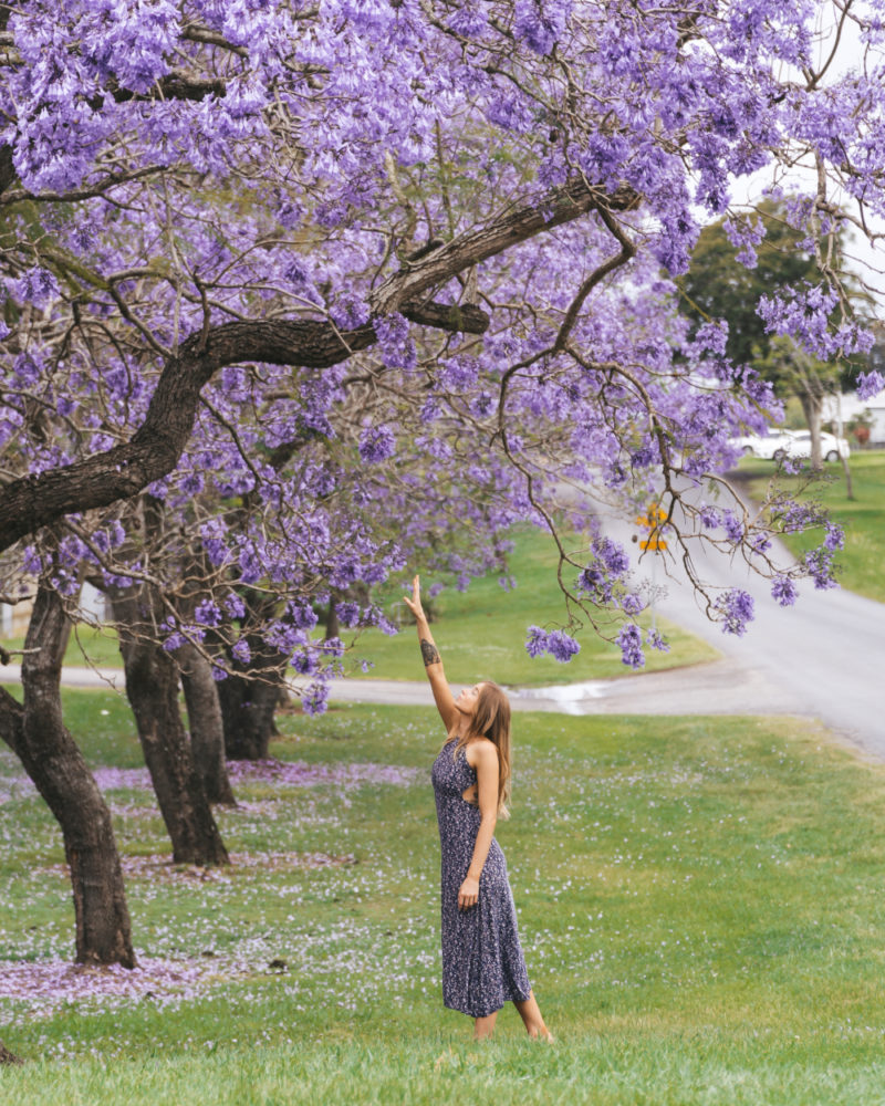 Grafton Jacaranda Festival Australia Photo Locations More