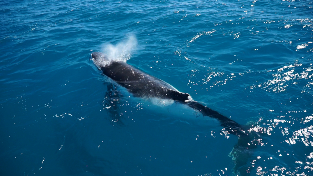 Hervey Bay Whale Watching – Fraser Island