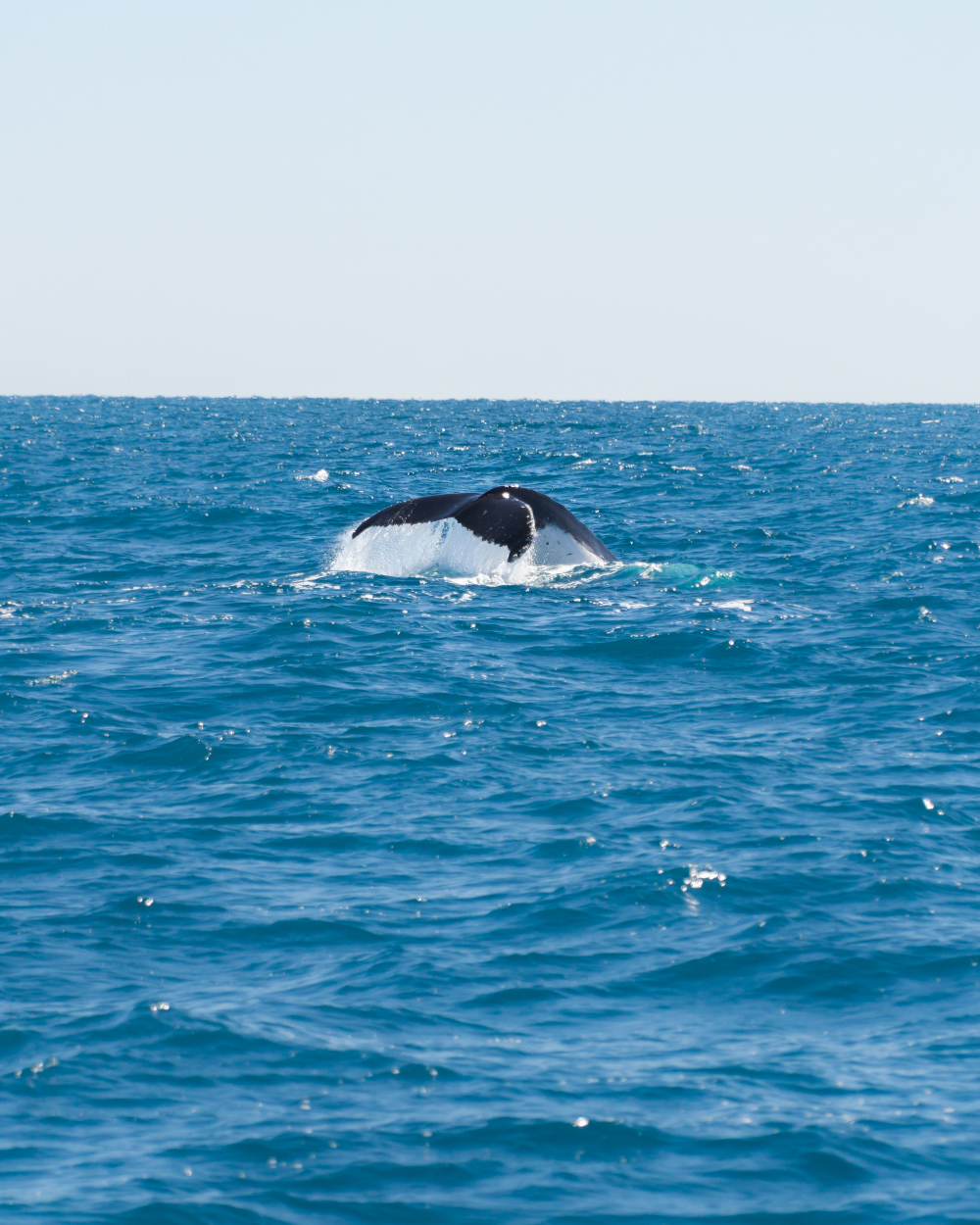 Whale Watching Fraser Island