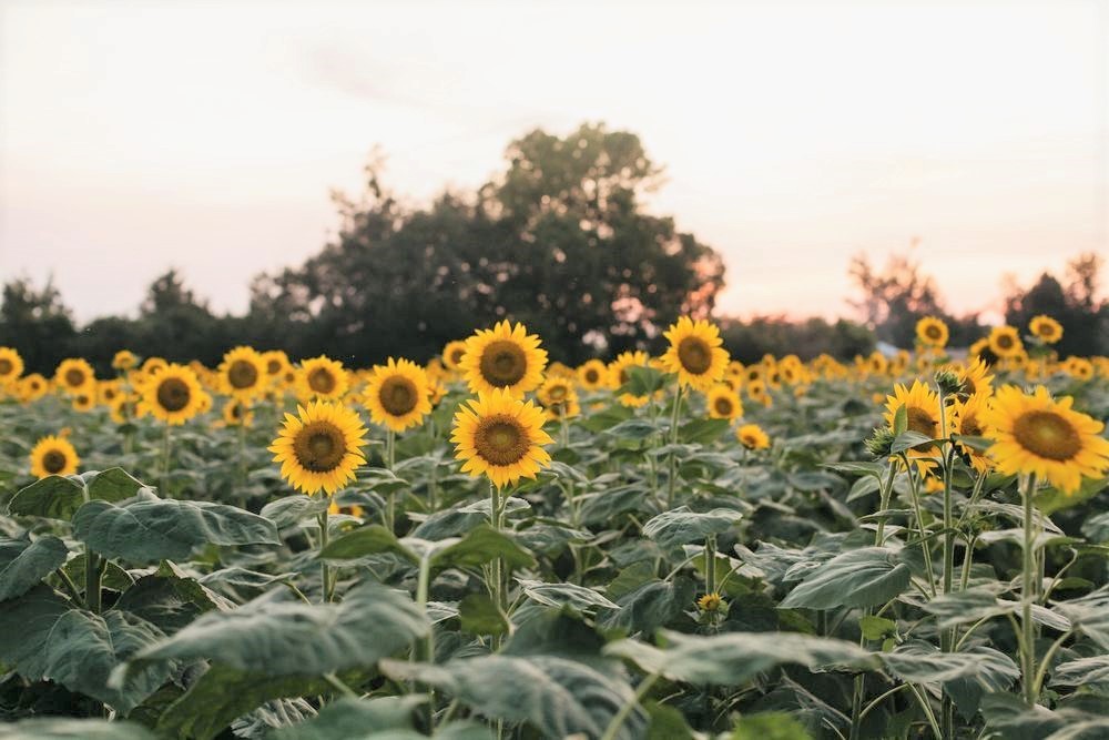 Sunflower fields near brisbane