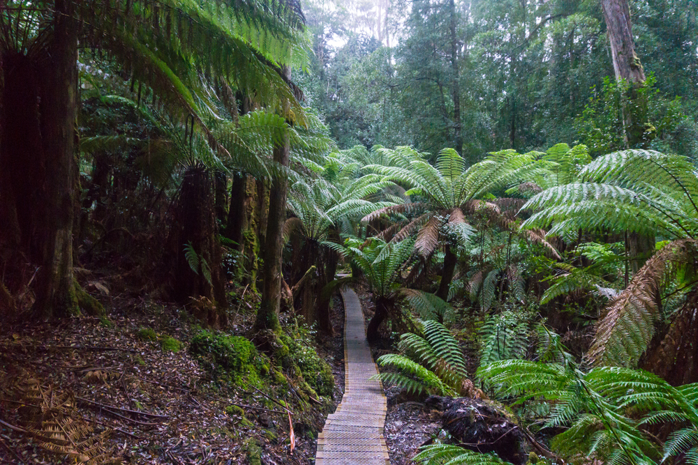 Fern Forest Three Capes Track