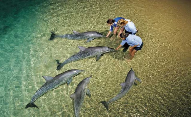 Dolphin Feeding Tangalooma Island
