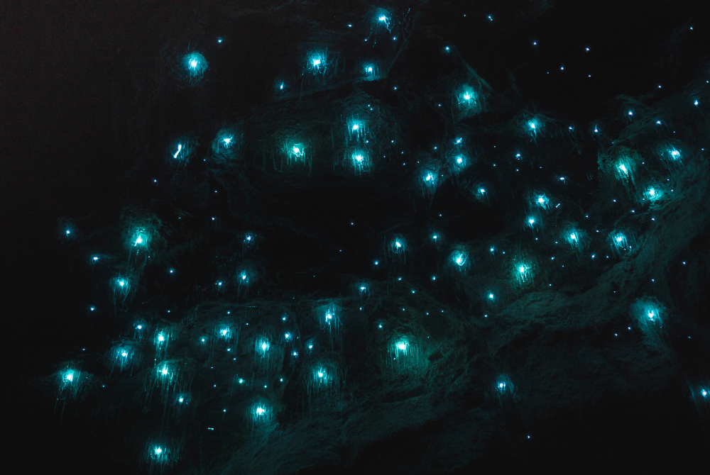 Glow Worms Mount Tamborine