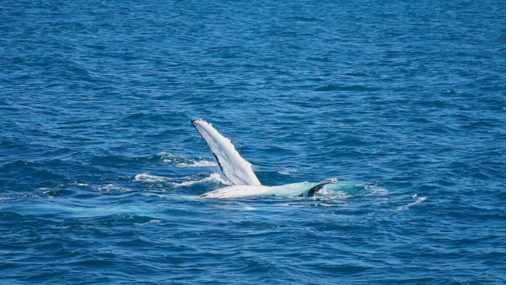 Whale Watching Hervey Bay