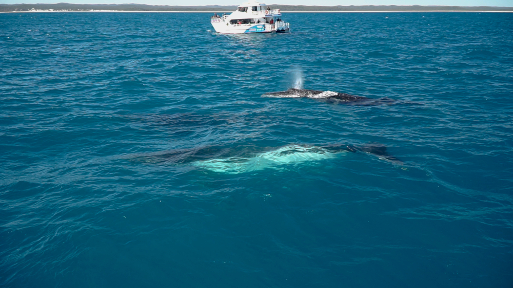 Whale Watching Hervey Bay