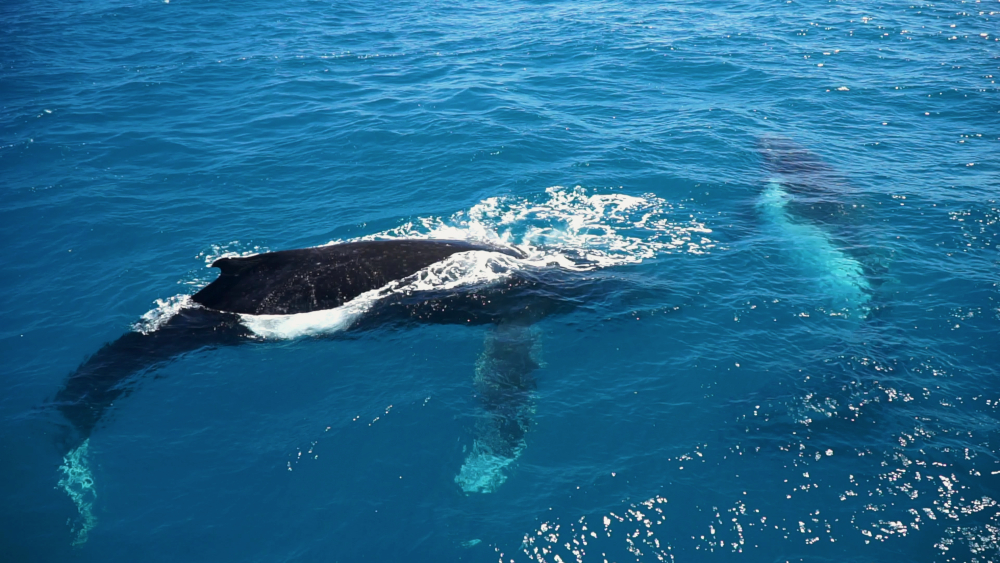 Whale Watching Hervey Bay