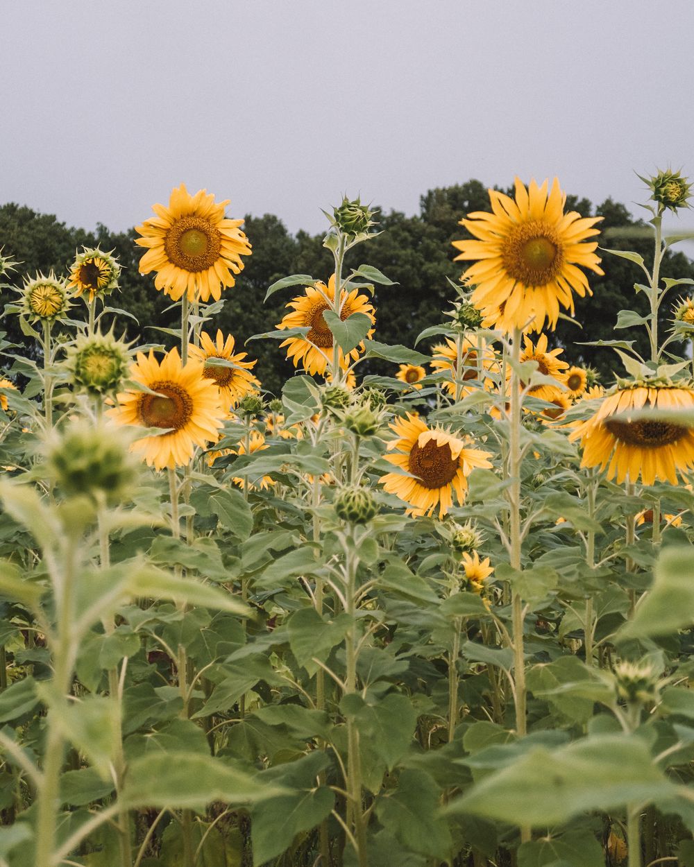 Scenic Rime Sunflower Farm