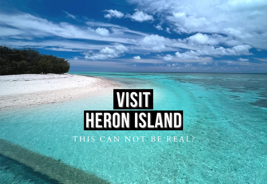 Visit Heron Island – A Complete Guide For 2024
