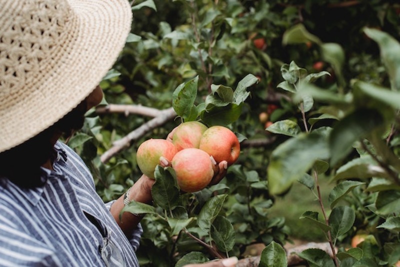 Fruit Picking in Australia