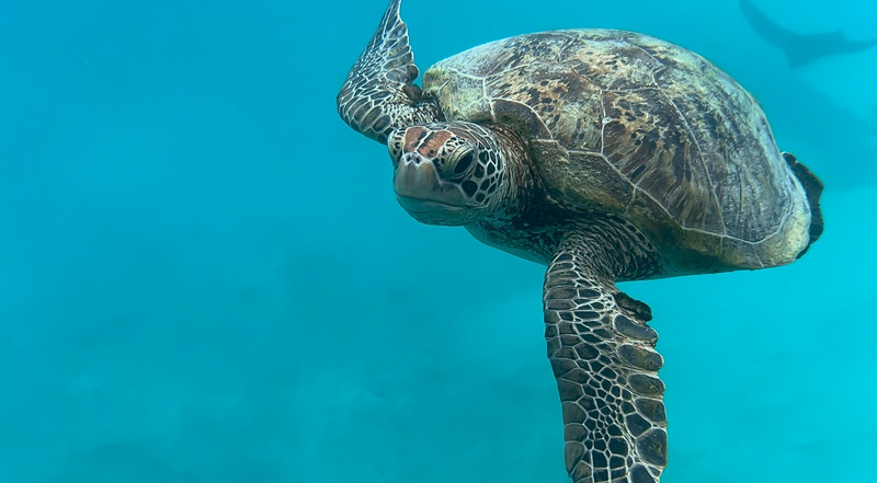 Turtle Season Heron Island