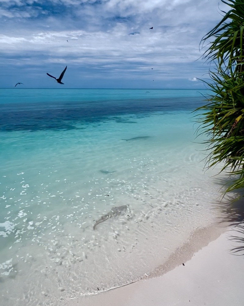 Heron Island 