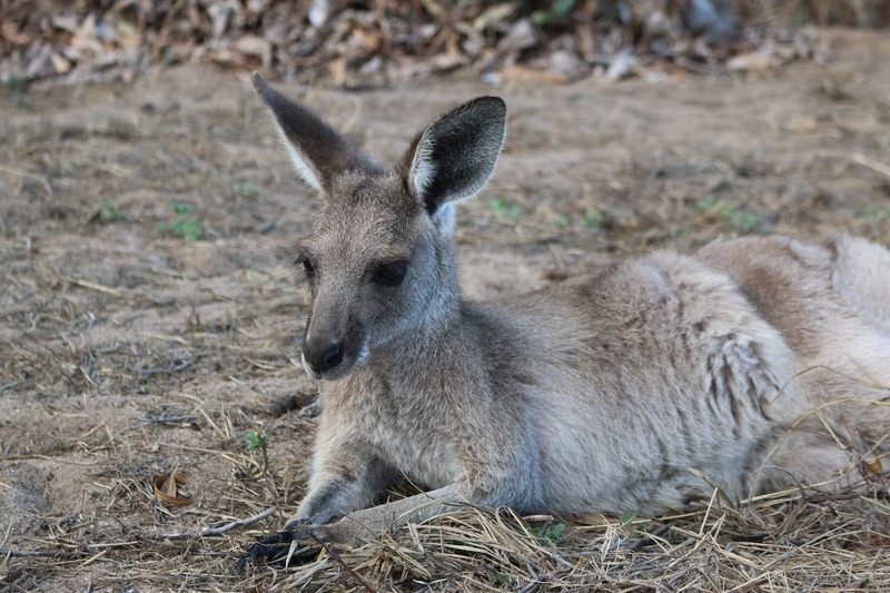 Point Vernon Kangaroo