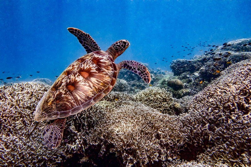 Lady Elliot Island