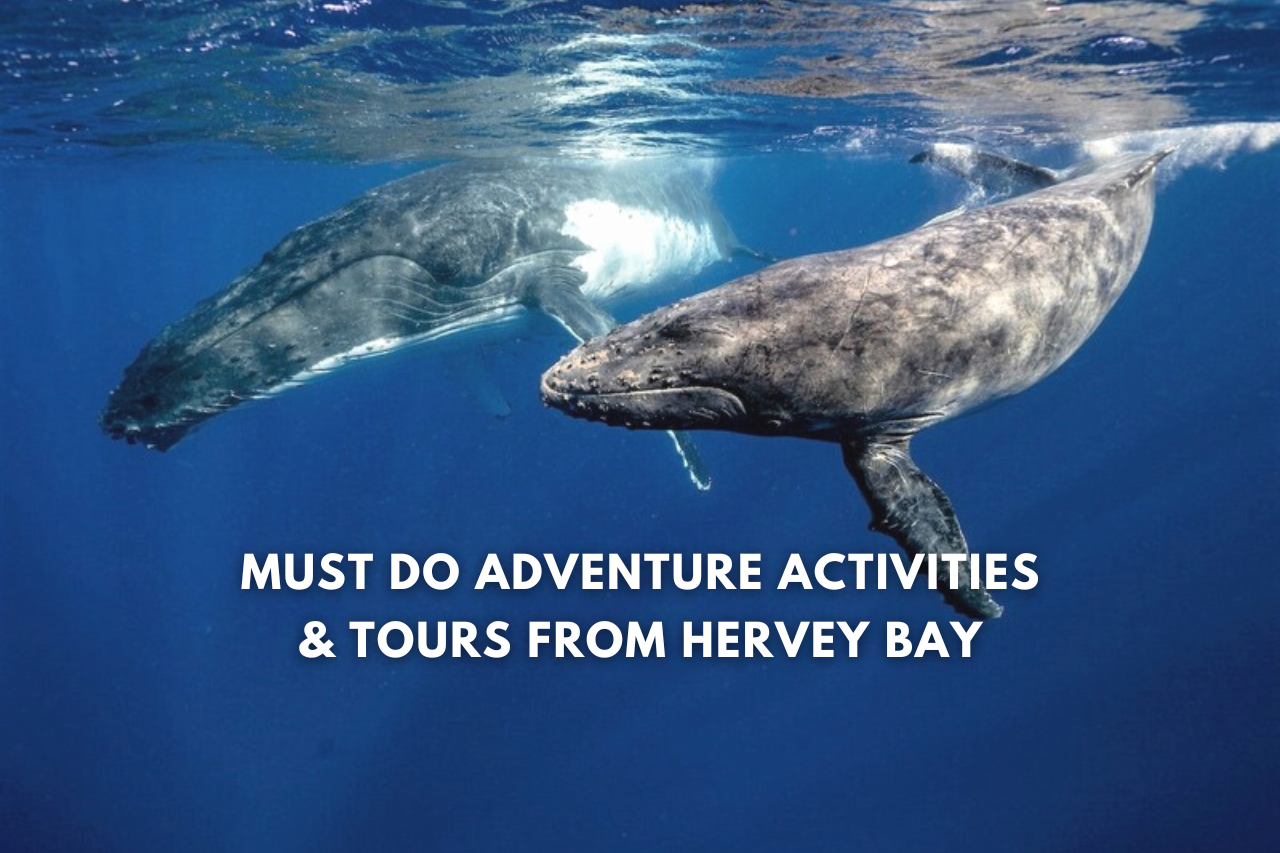 Things To Do In Hervey Bay