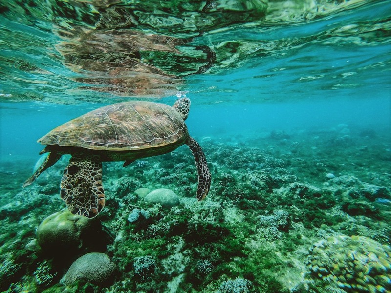 Heron Island Turtle Nesting